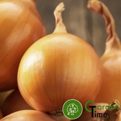 Crusado / Крусадо