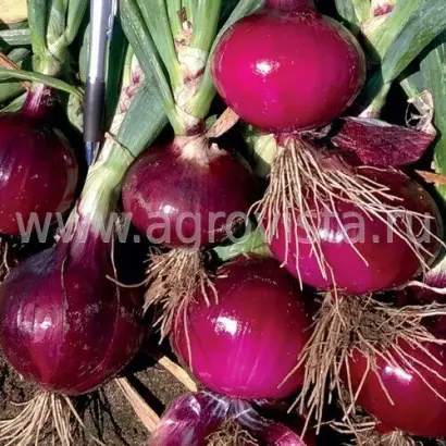 Lambrusco / Ламбруско