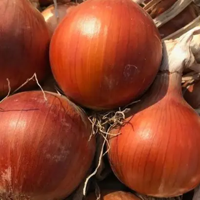 Lamyca / Ламика