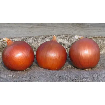 Legend / Ледженд