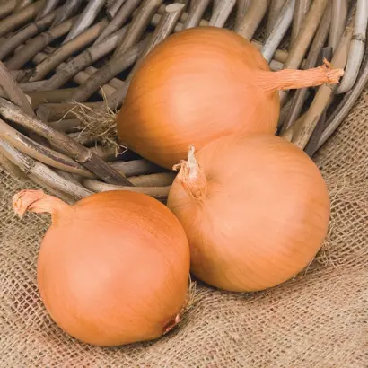 Manas F1 / Манас F1