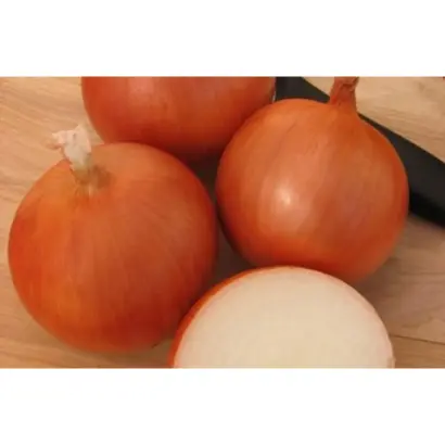 Medusa / Медуза