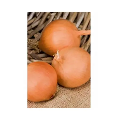 Mallory F1 / Мелорі F1