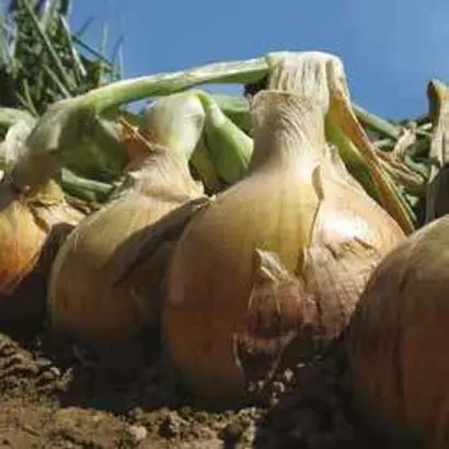 Meran F1 / Меран F1