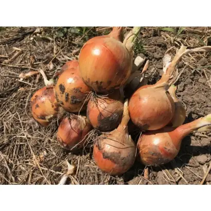 Meranto / Меранто