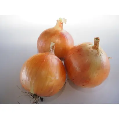 Minister / Міністер