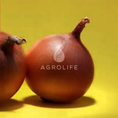 Minnesota / Міннесота