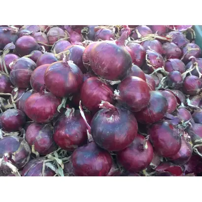 Monastrell / Монастрел