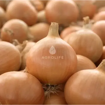 NATION / НАТІОН