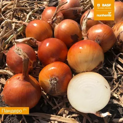 Pandero / Пандеро