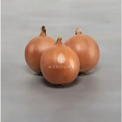 Pantano / Пантано