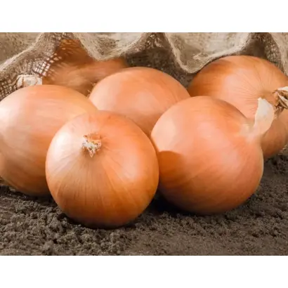 Rawhide / Роухайд