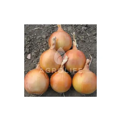 Sedona F1 / Седона F1