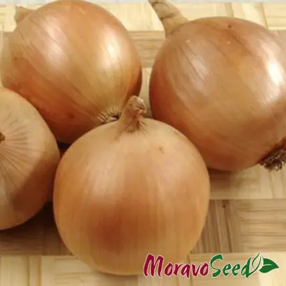 Stalagmit / Сталагміт