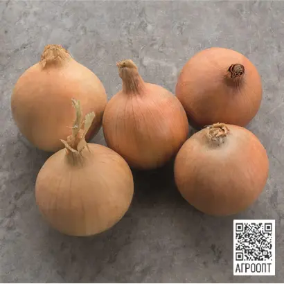 Stingray / Стінгрей