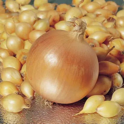 Stur BC 20 / Стур ВС 20