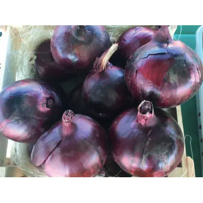 Tannat / Таннат