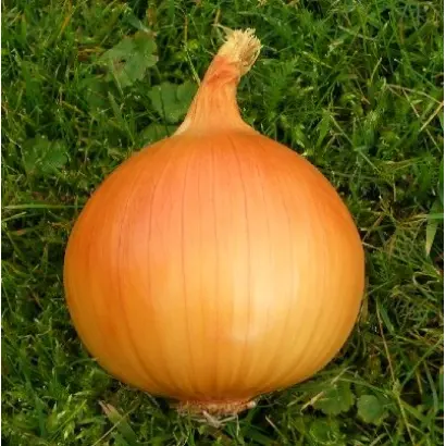 Taresco F1 / Тареско F1