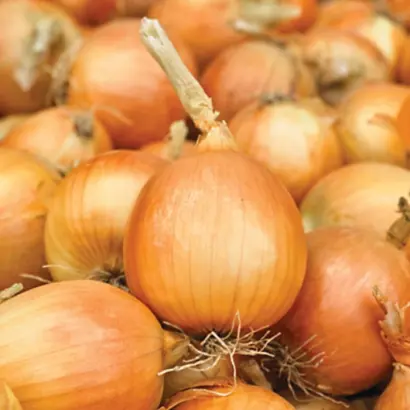 TEMPTATION / ТЕМПТЕЙШН