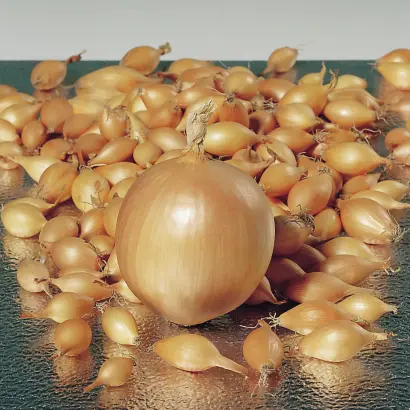 Troy F1 / Трой F1