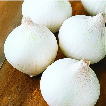 White Opera / Уайт Опера