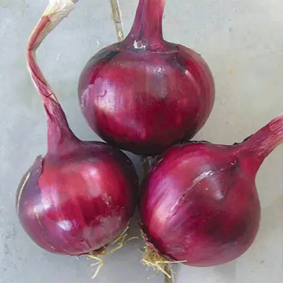 Fabula / Фабула