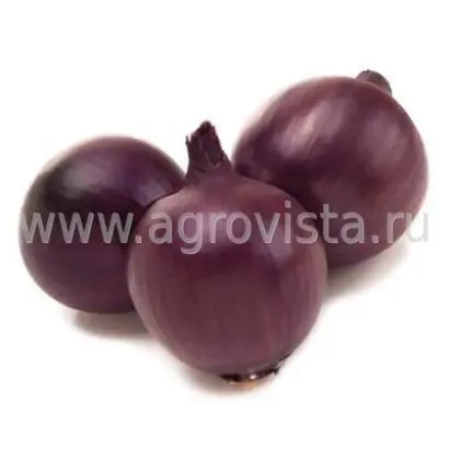 Fiamma / Фиамма