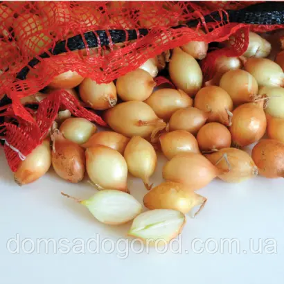 Forum F1 / Форум F1