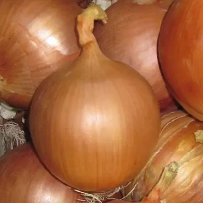 Frontino / Фронтіно