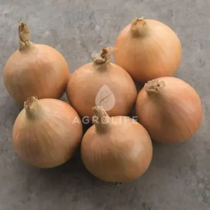 Hytech / Хайтек