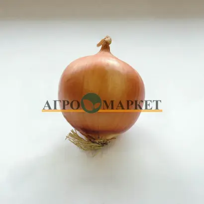 Jagro F1 / Ягро F1