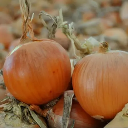 Scapino F1 / Cкапіно F1