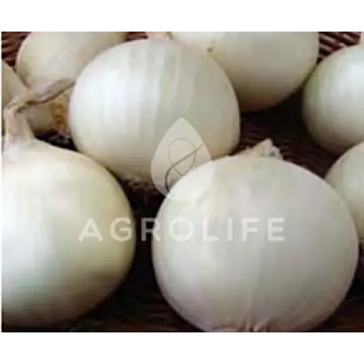 Avalon / Авалон