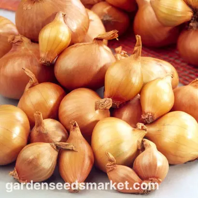 Аltissimo F1 / Алтісімо F1