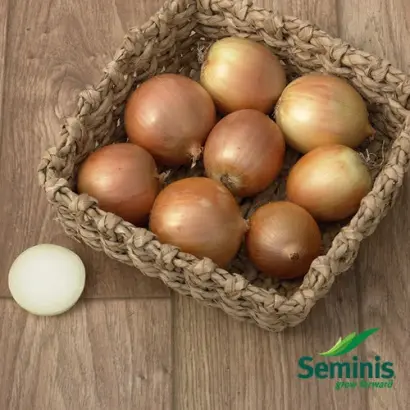 Antelope F1 / Антилопа F1