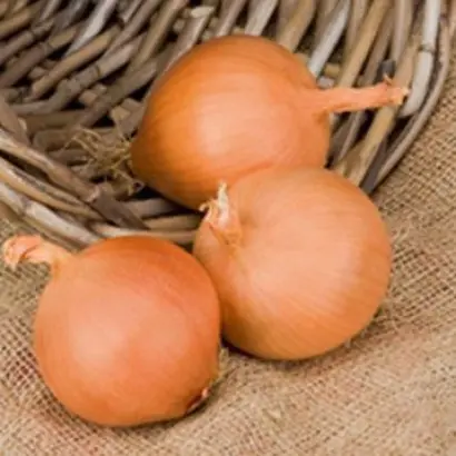 Bugatti F1 / Бугатті F1