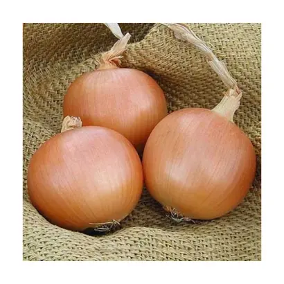 Burgos / Бургос