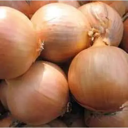 Vento F1 / Венто F1