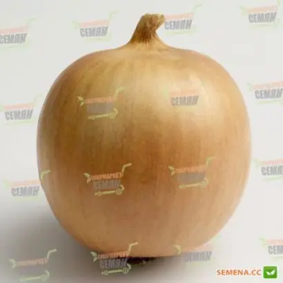 Dakapo F1 / Дакапо F1