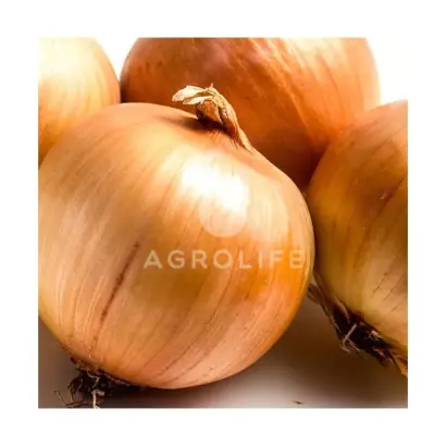 Damascus F1 / Дамаскус F1