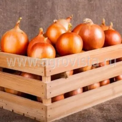 Elbrus / Ельбрус