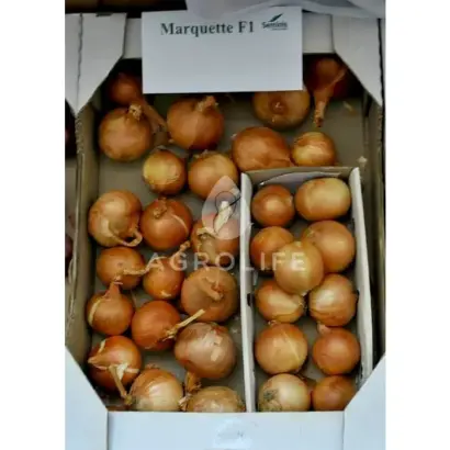 Marquette F1 / Маркетт F1