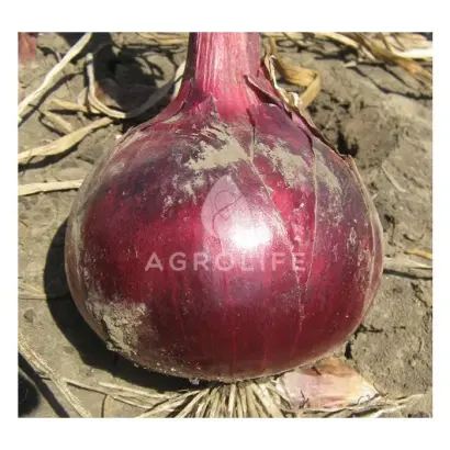 Red Zeppelin F1 / Ред Цеппелин F1