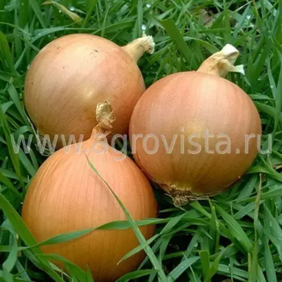 Samantha / Саманта