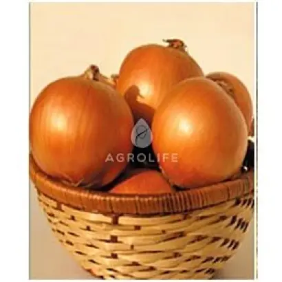 Sebola F1 / Себола F1