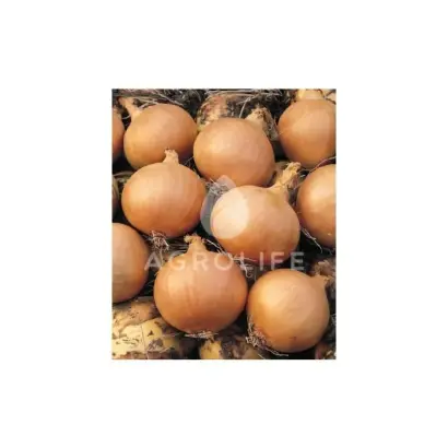 Solution F1 / Солюшн F1