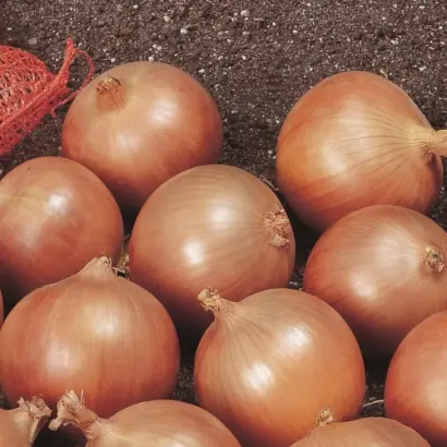 Spirit F1 / Спіріт F1