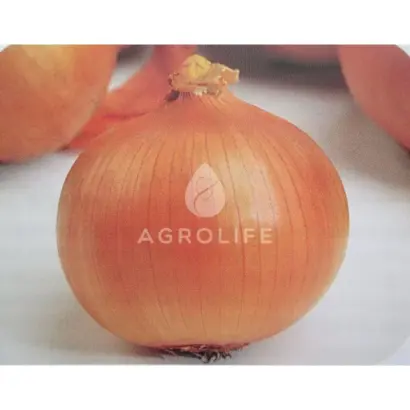 Stamford F1 / Стамфорд F1