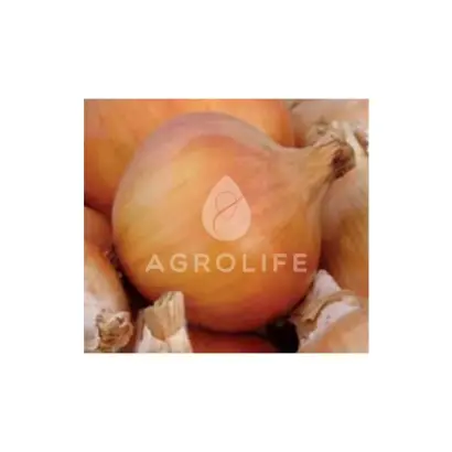 Tandem / Тандем