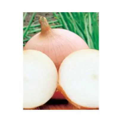 Tioga F1 / Тиога F1